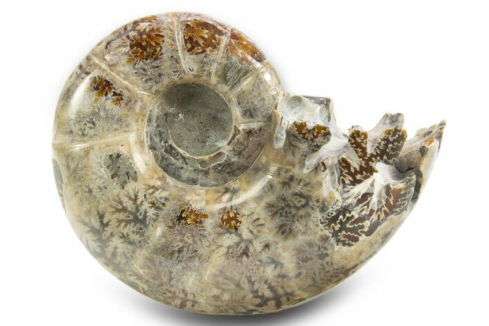 Polished, Chambered Ammonite (Argonauticeras) Fossil - Madagascar #312326